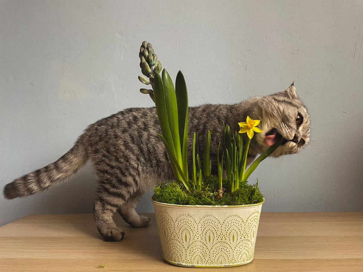 saksıdaki bitkiyi yiyen kedi