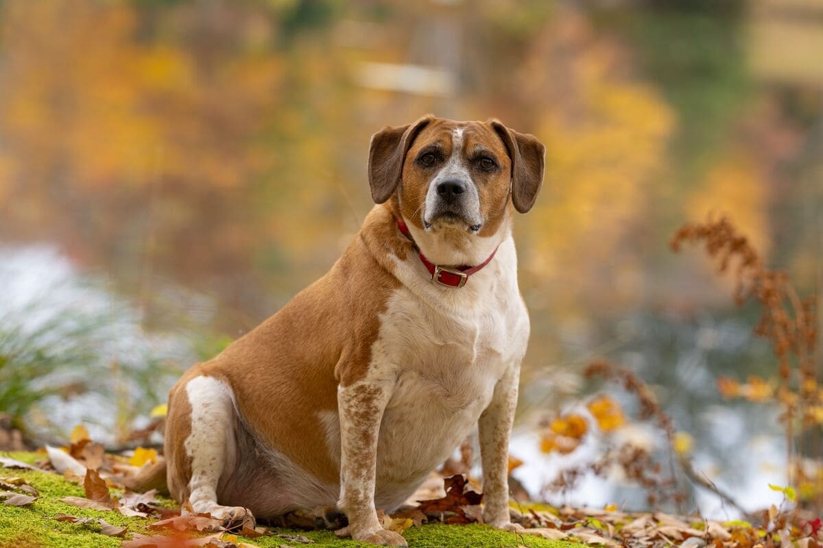 kırmızı tasmalı kilolu köpek açık alanda oturuyor