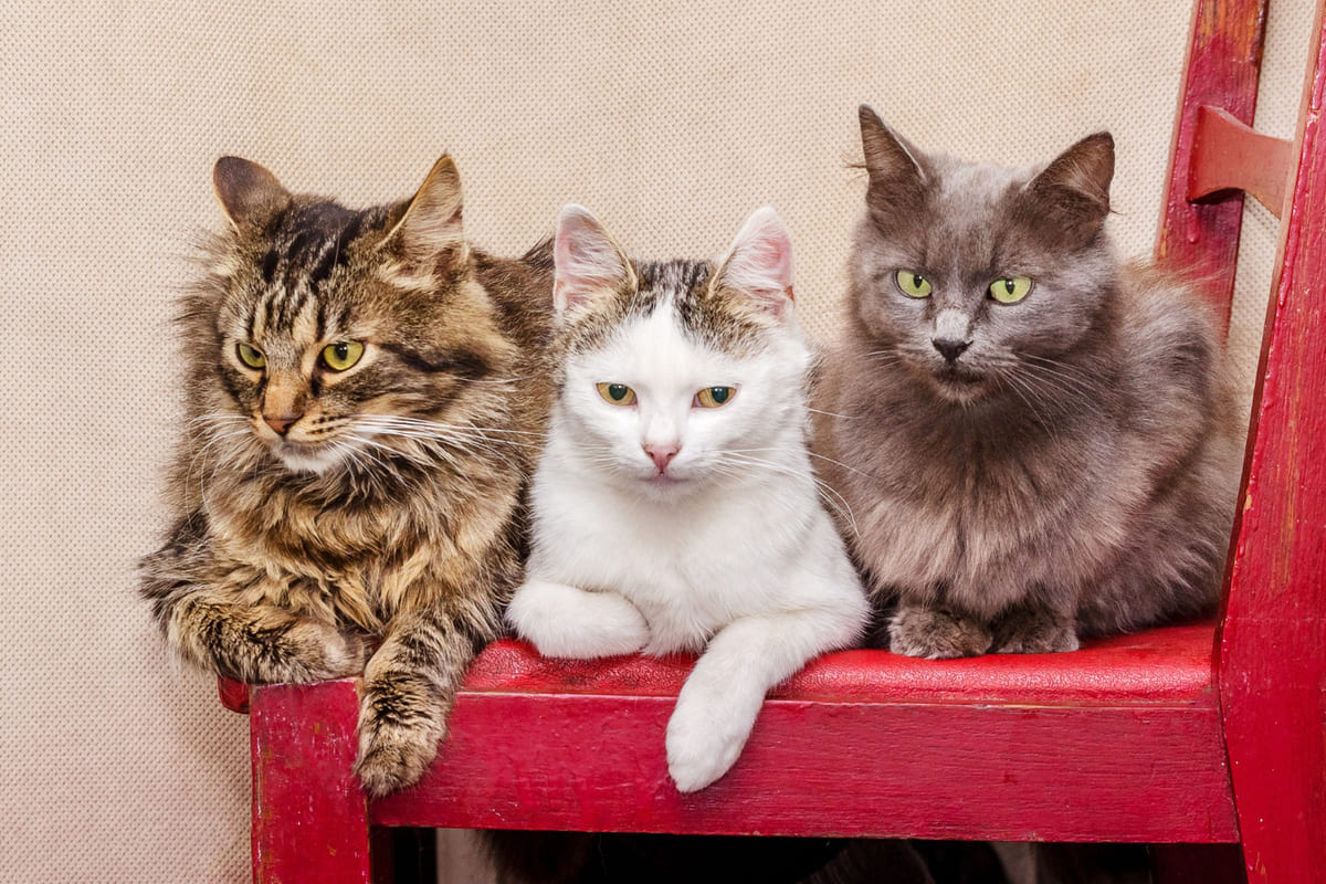 kırmızı sandalyede oturan üç kedi