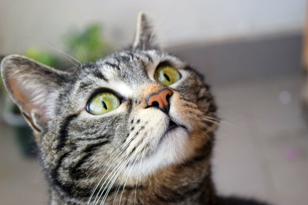 yukarı doğru bakan tekir kedi