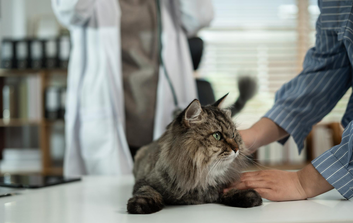 tüylü kedi veteriner hekim kontrolünde
