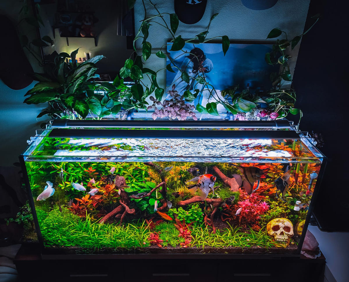 gösterişli akvaryum