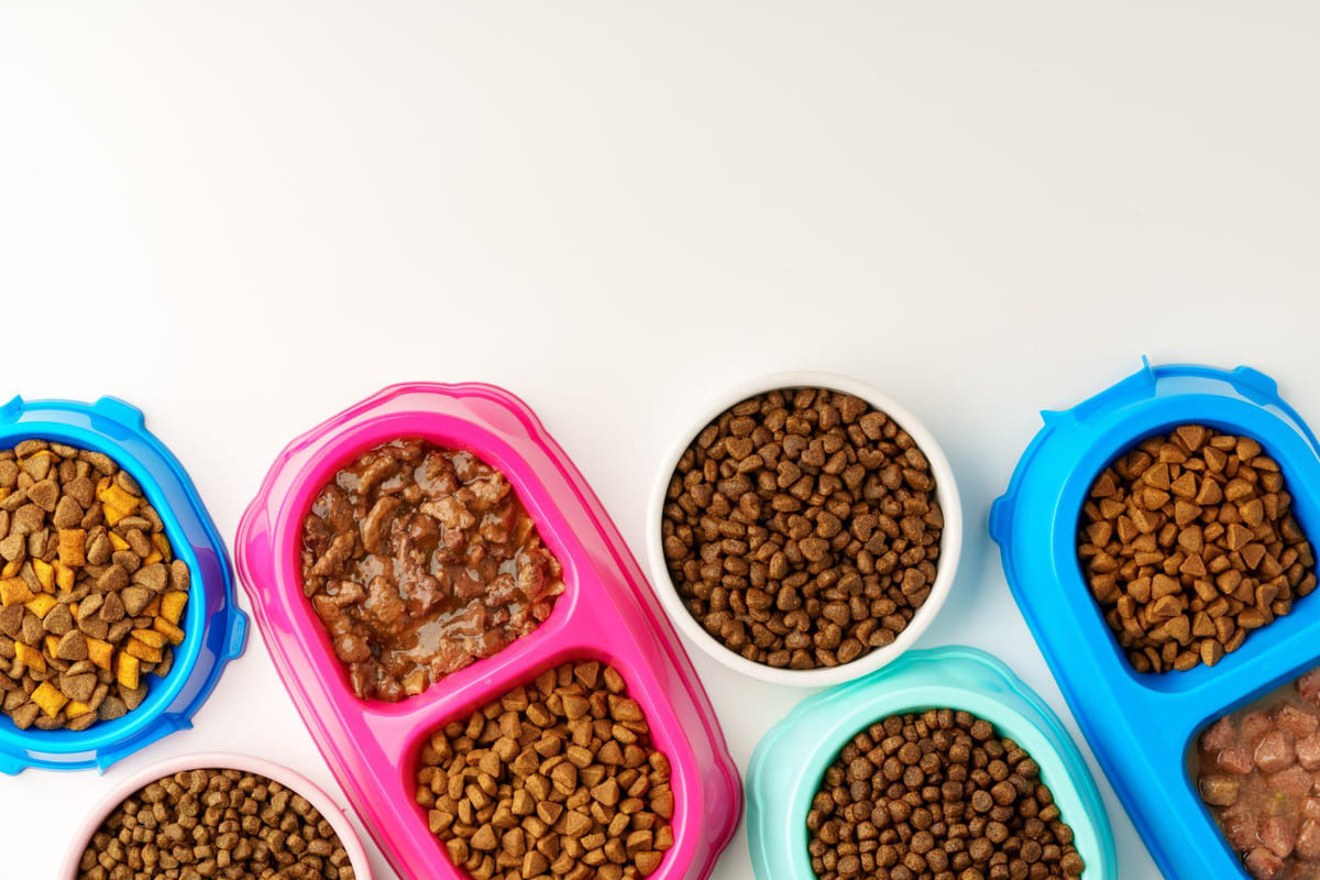 renkli mama kaplarının içerisinde farklı çeşitlerde kedi mamaları