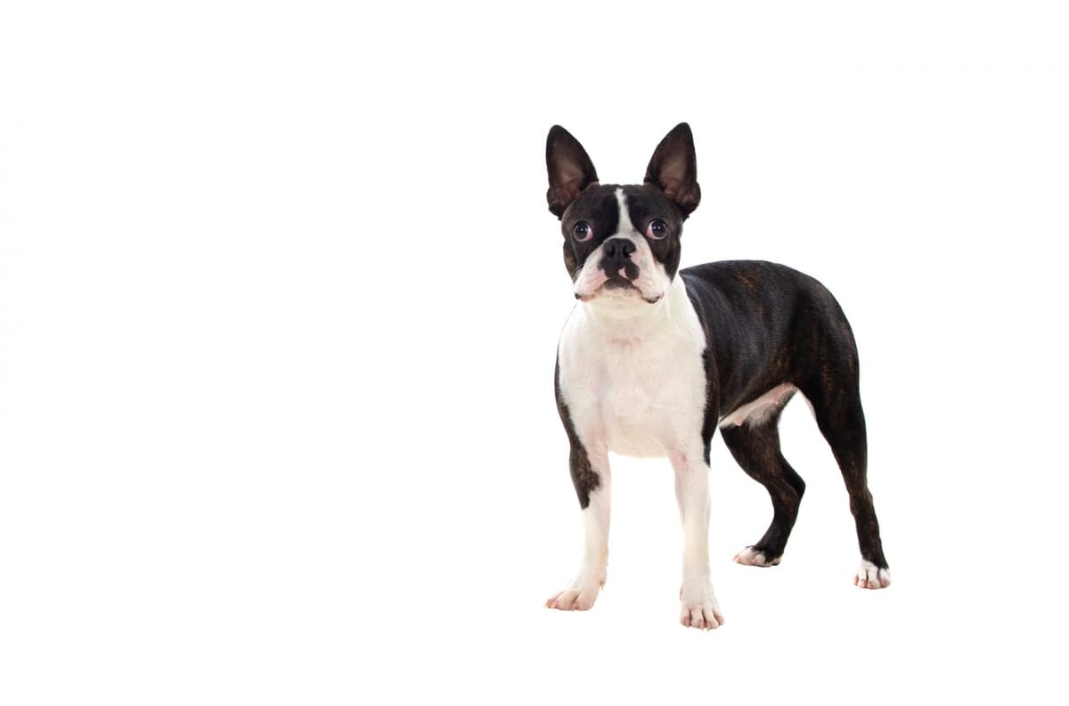 ekrana bakan Boston terrier köpeği