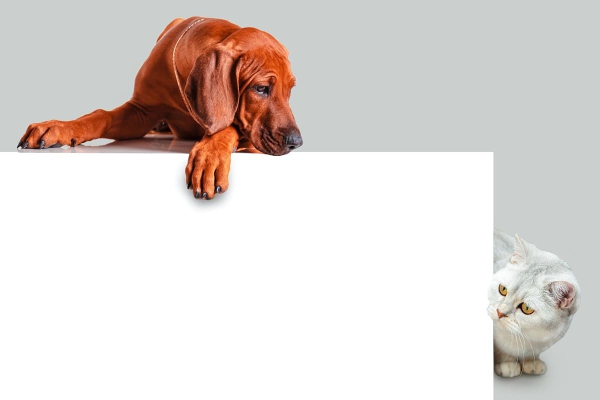 beyaz fonda duran kedi ve köpek