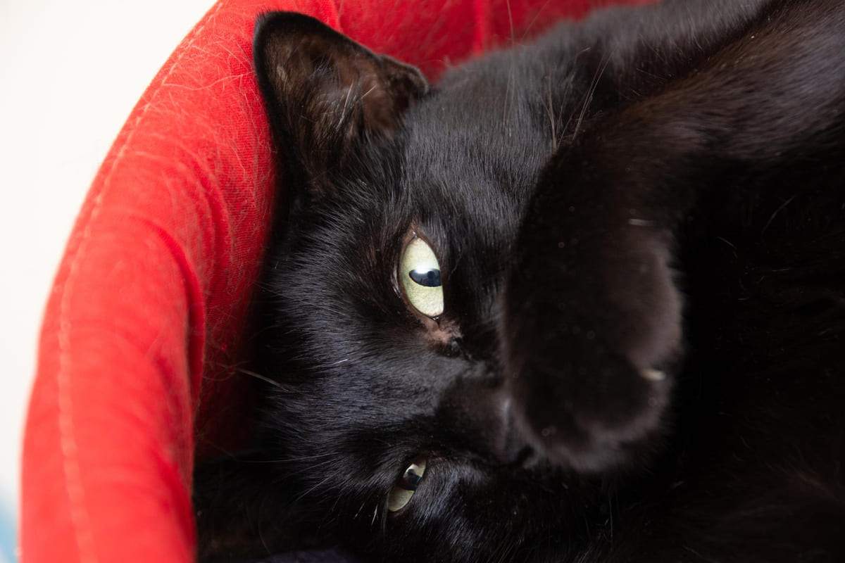 kırmızı yatakta yatan patisi yüzünde siyah kedi
