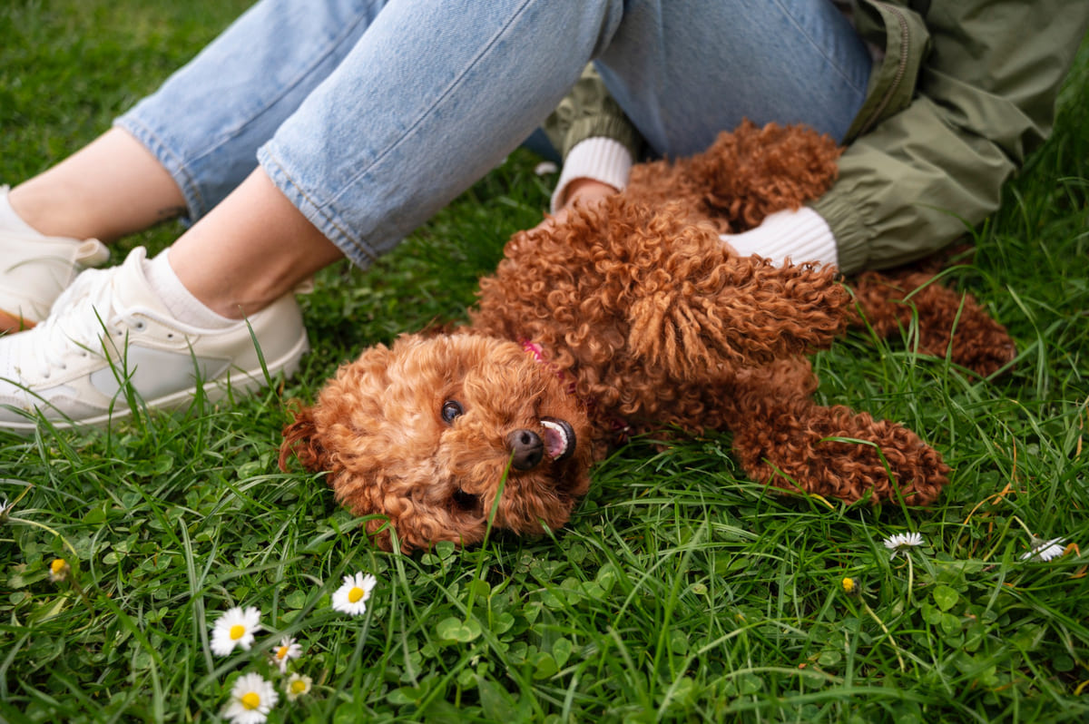 sahibiyle dışarıda, çimler arasında zaman geçiren kıvırcık tüylü köpek