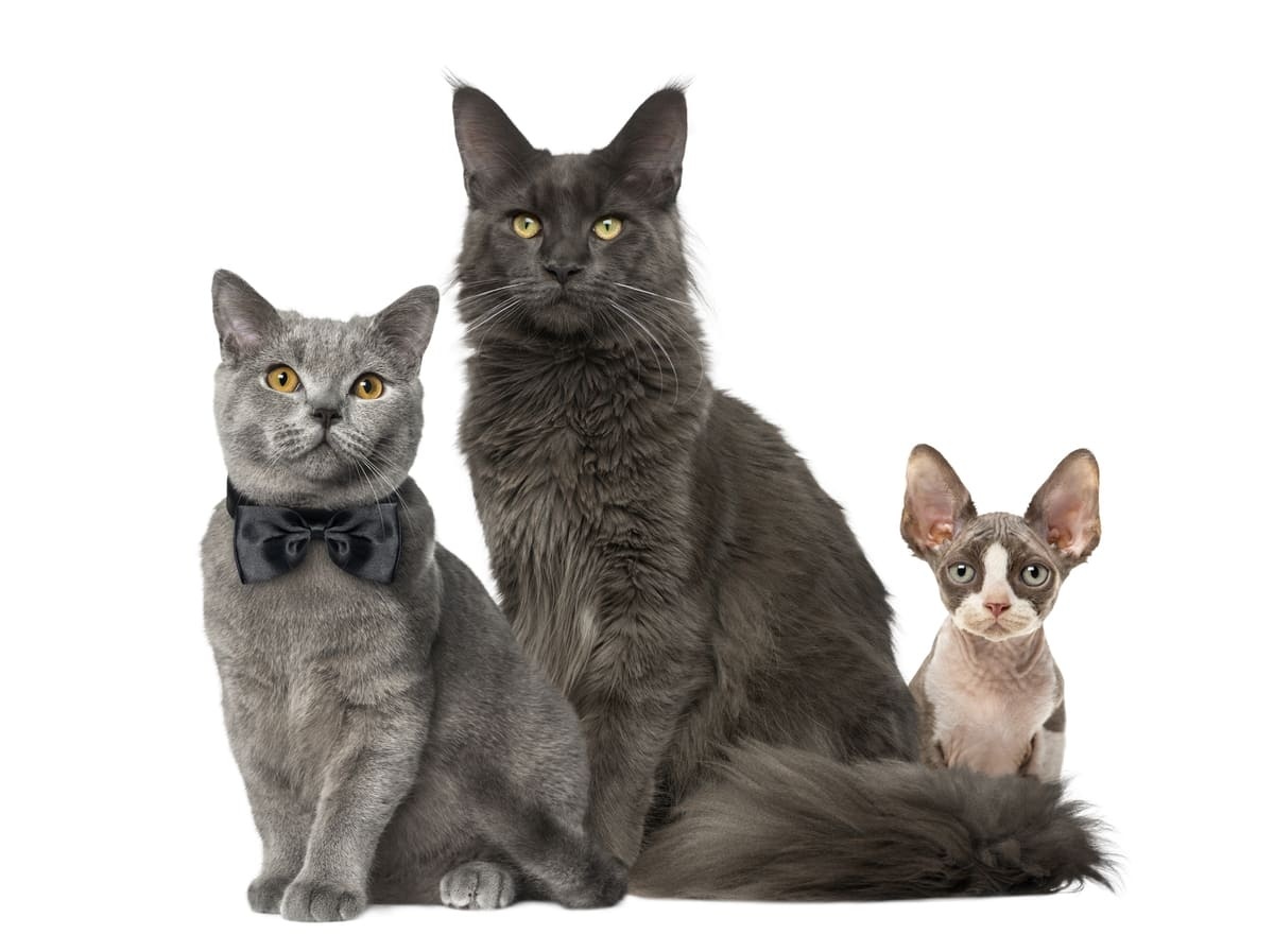 farklı ırklarda üç kedi yan yana oturuyor