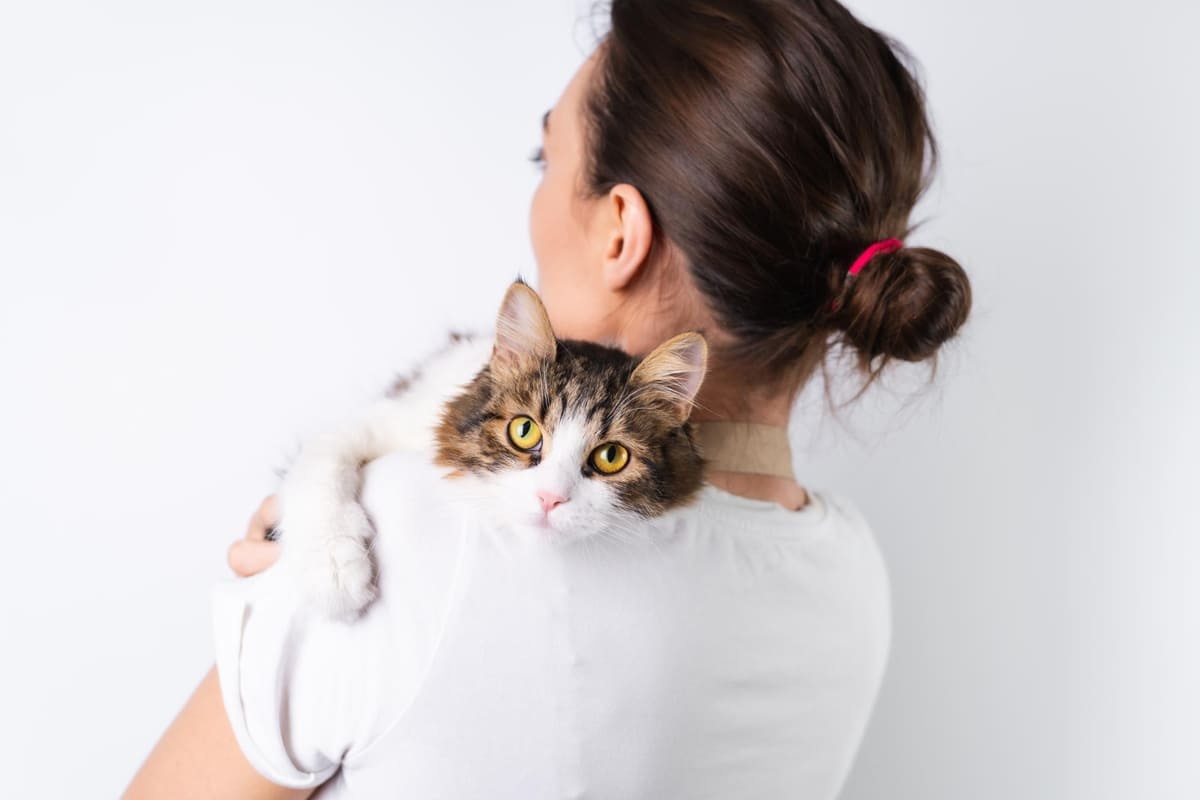 kadının kucağında meraklı bakan kedi