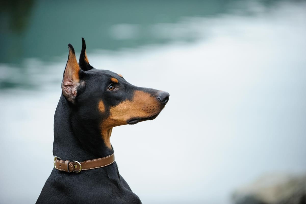 doberman profil pozu