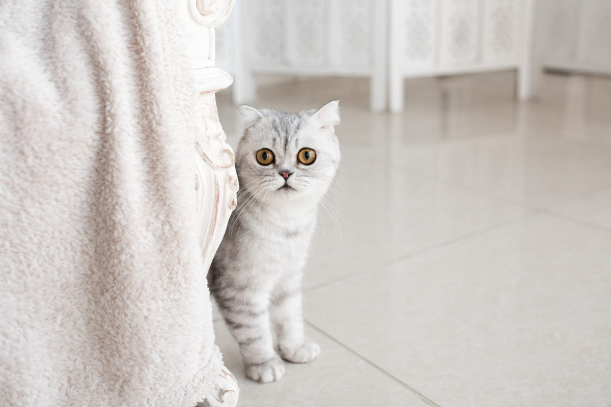 koltuğun yanında duran meraklı, kehribar gözlü kedi