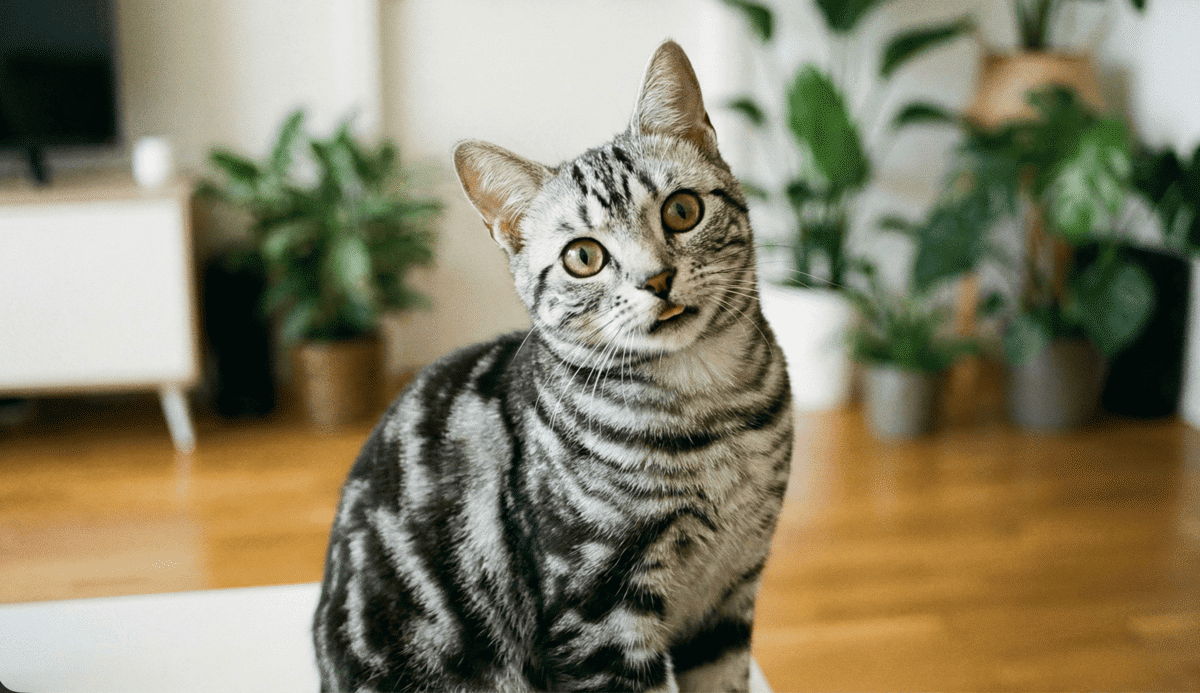meraklı bakan, dili biraz dışarıda genç American shorthair kedisi