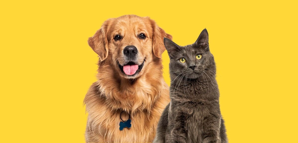 sarı fonda duran golden ve gri kedi