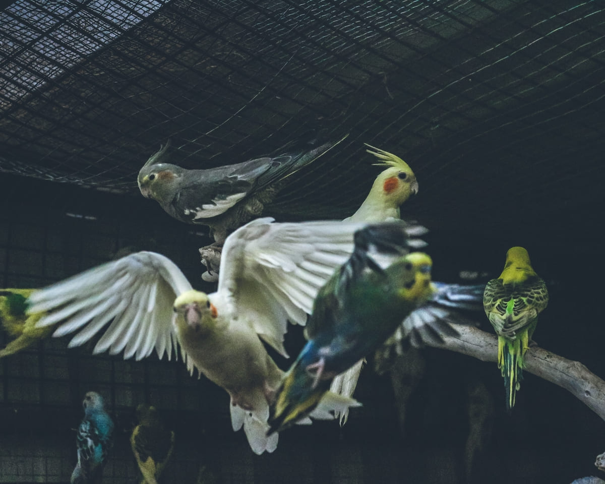 farklı kuş türleri bir arada kafeste
