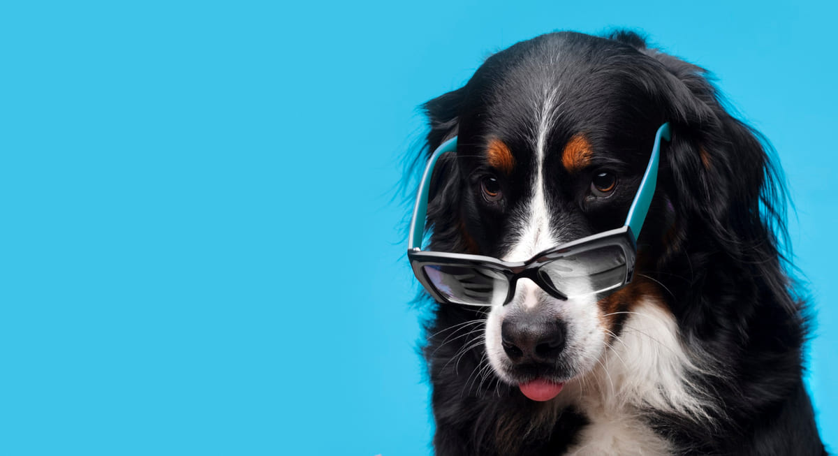 gözlük takılmış köpek 