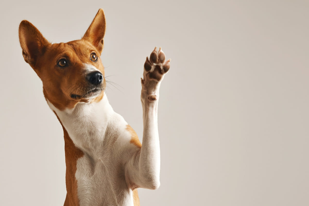 patisini havaya kaldıran Basenji köpek