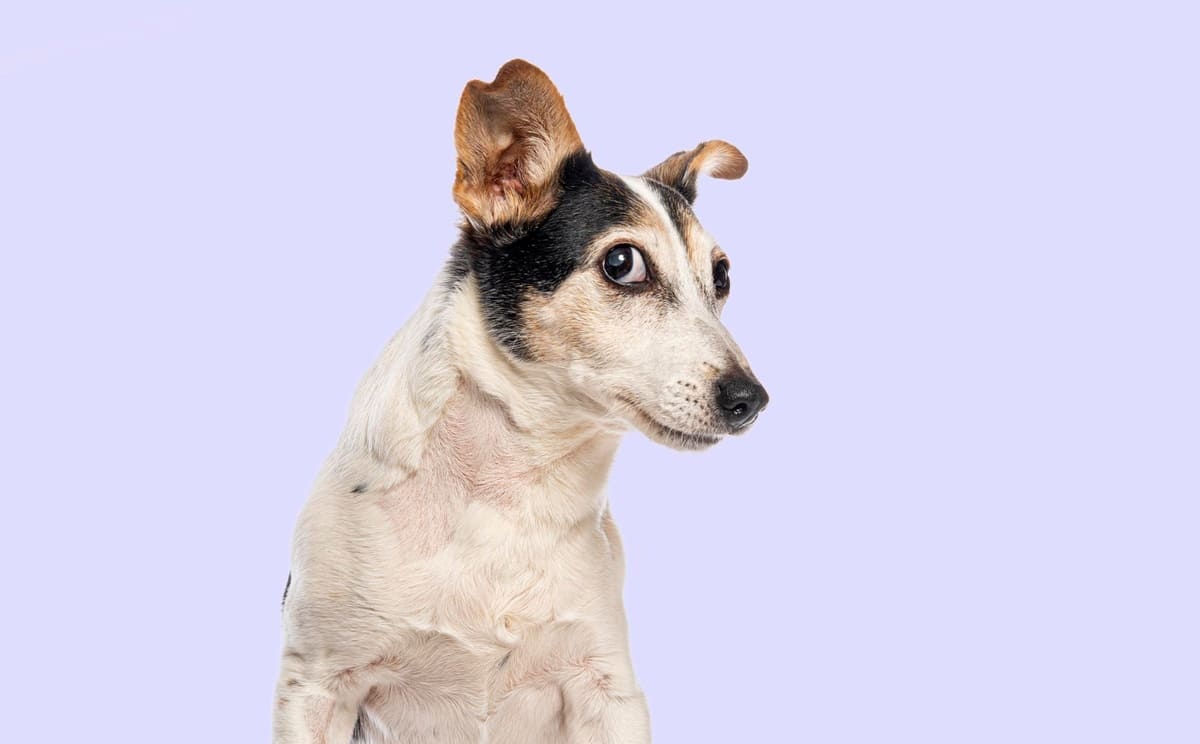 meraklı bakan kulağını dikeltmiş Jack Russel köpek