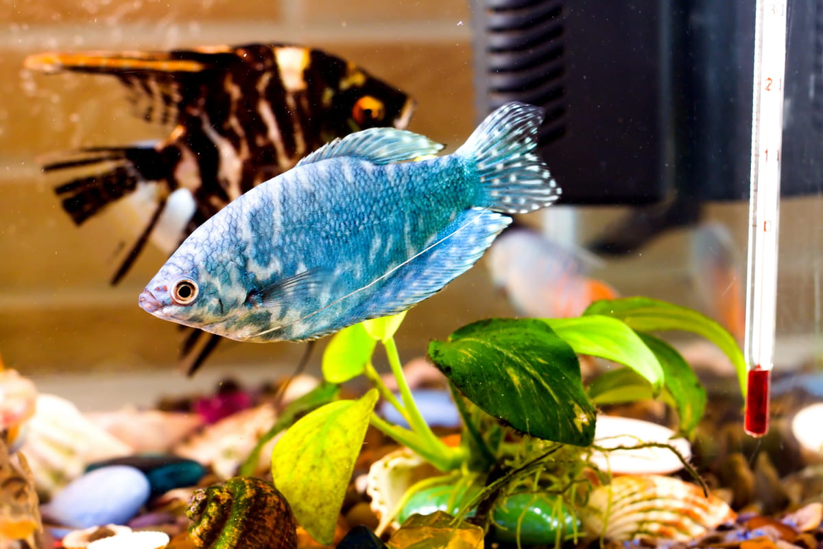 akvaryumda yüzen mavi balık