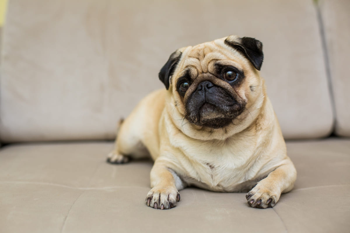 koltukta oturan meraklı bakan pug