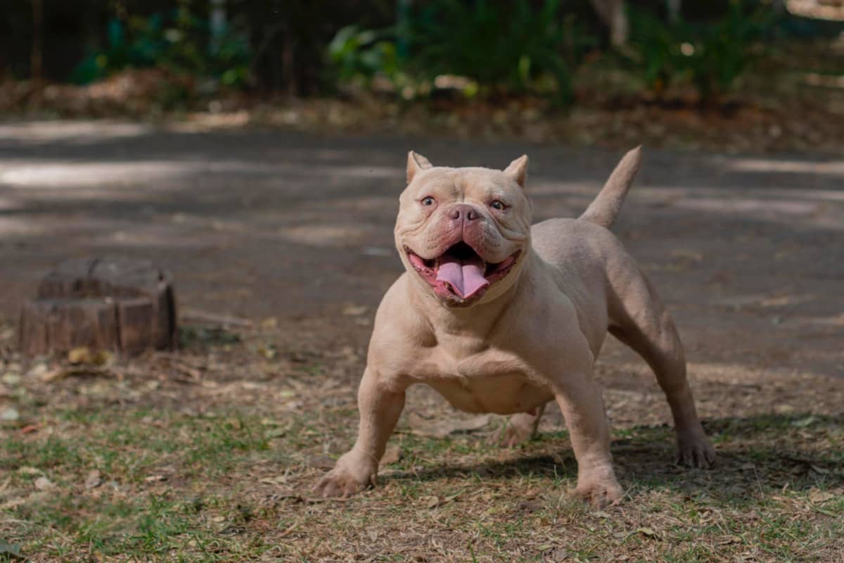 American bully ırkına mensup yolda duran köpek