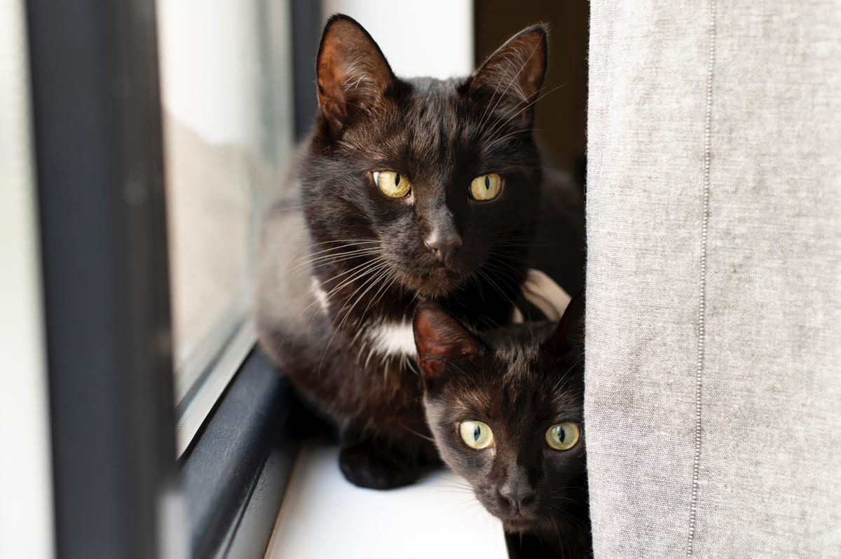 iki siyah kedi yan yana oturuyor