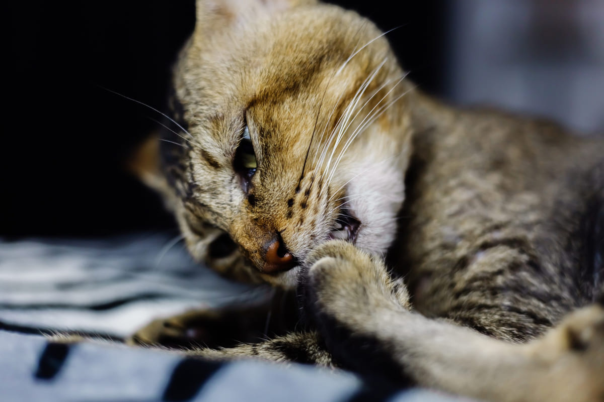 kendini temizlerken ısıran tekir kedi