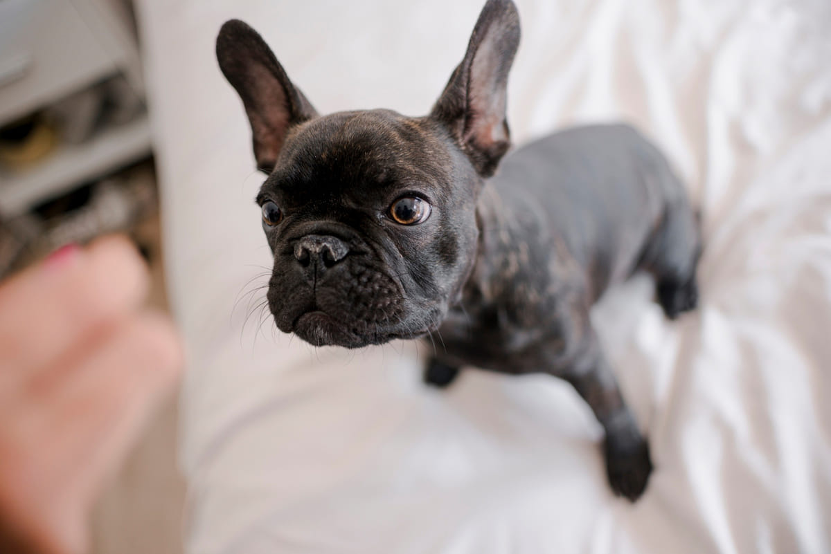 ele bakan French bulldog
