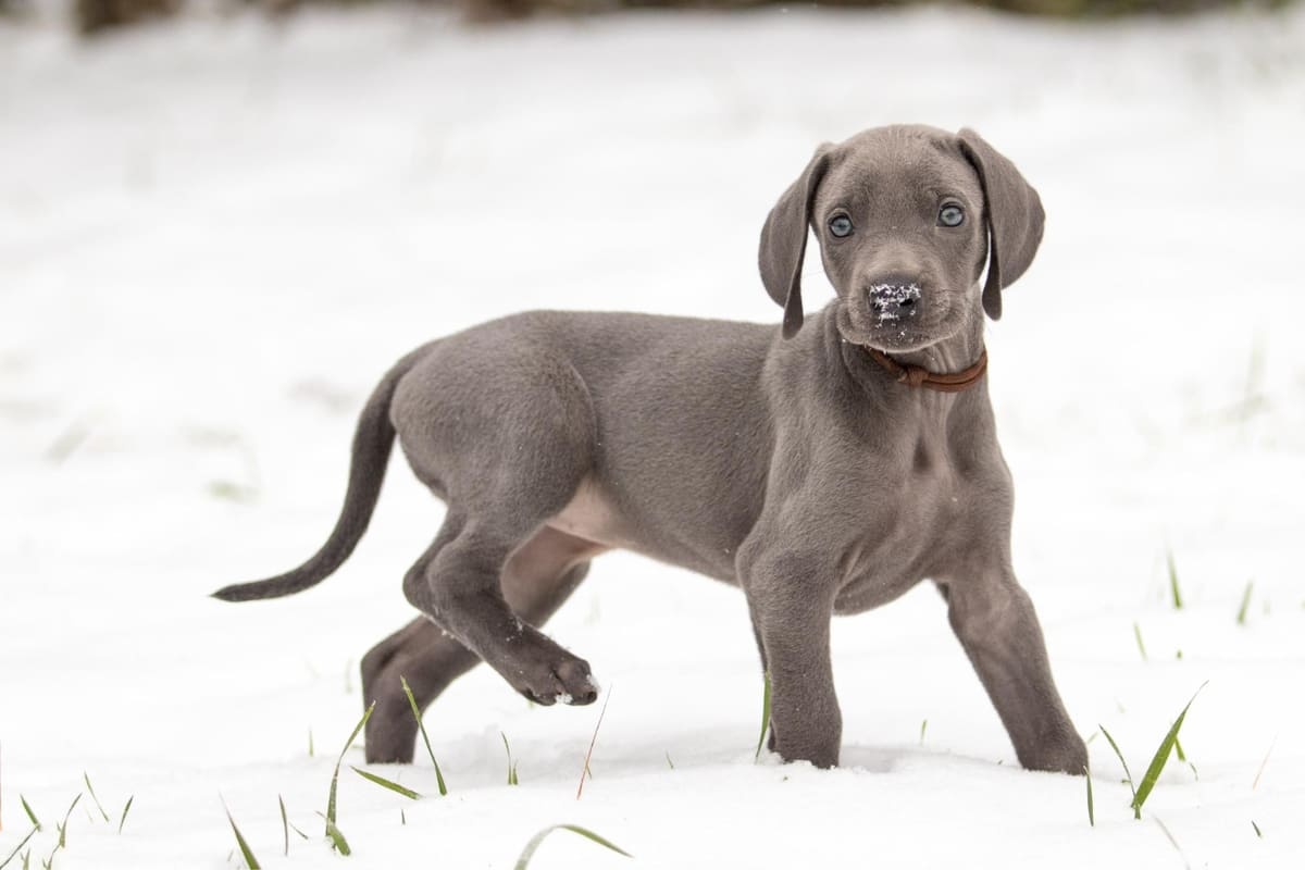 kar içinde burnu kar olmuş yavru Weimaraner köpeği