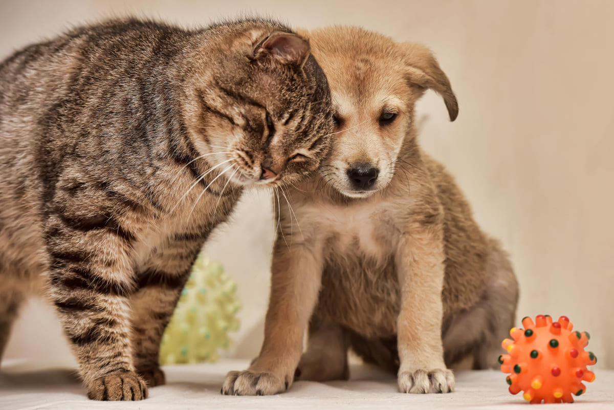 yavru köpeğe yüzünü dayayan kedi