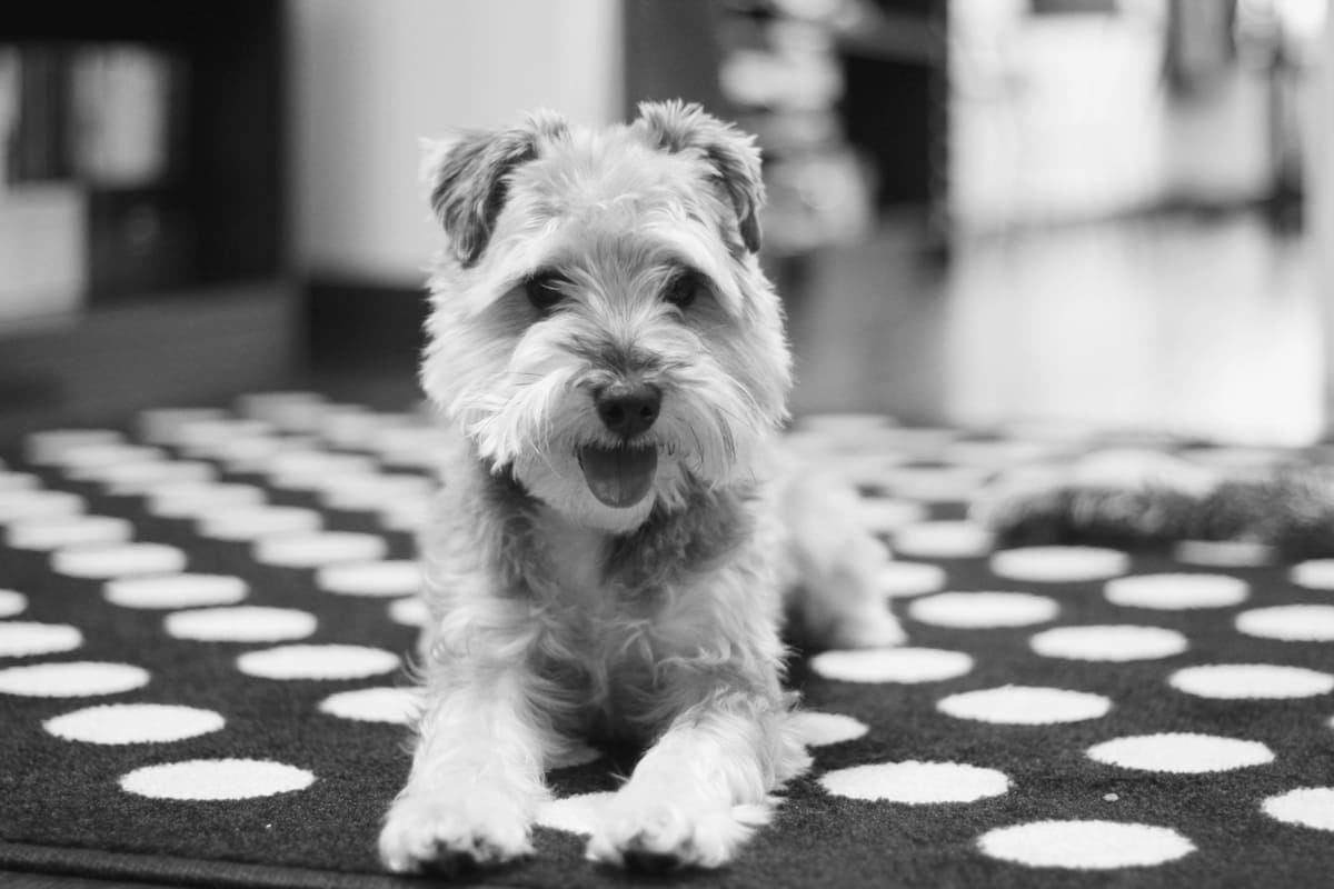 terrier ırkı köpek