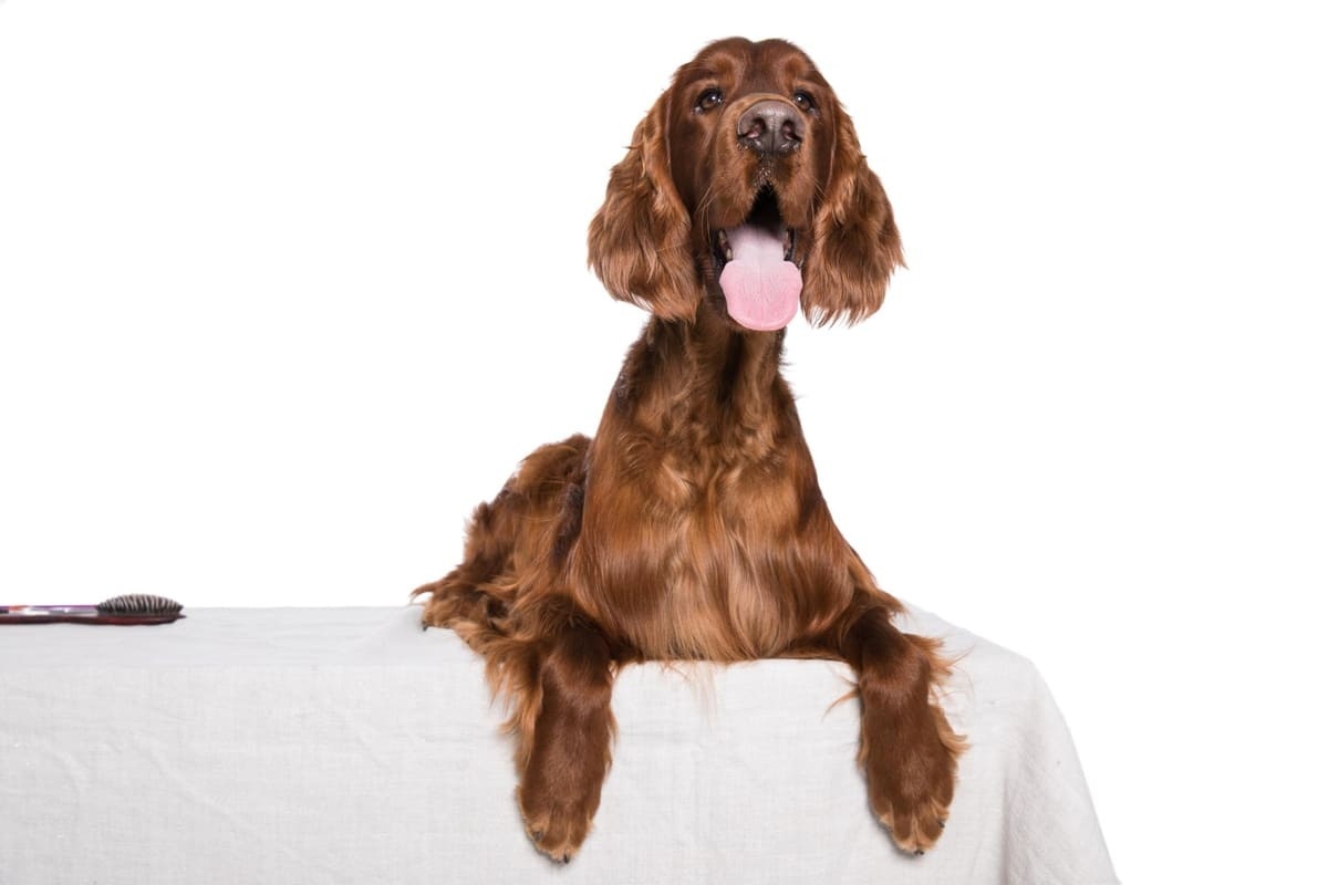 kahverengi uzun tüylere sahip orta ırk köpek