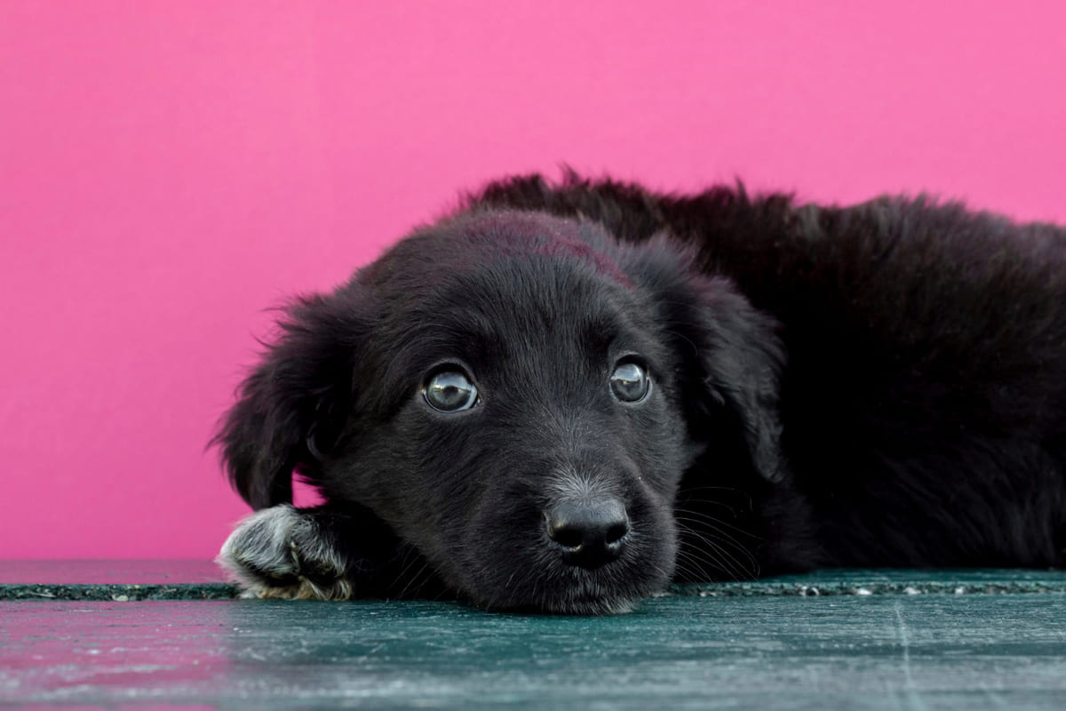 endişeli bakan yavru siyah köpek zeminde yatıyor