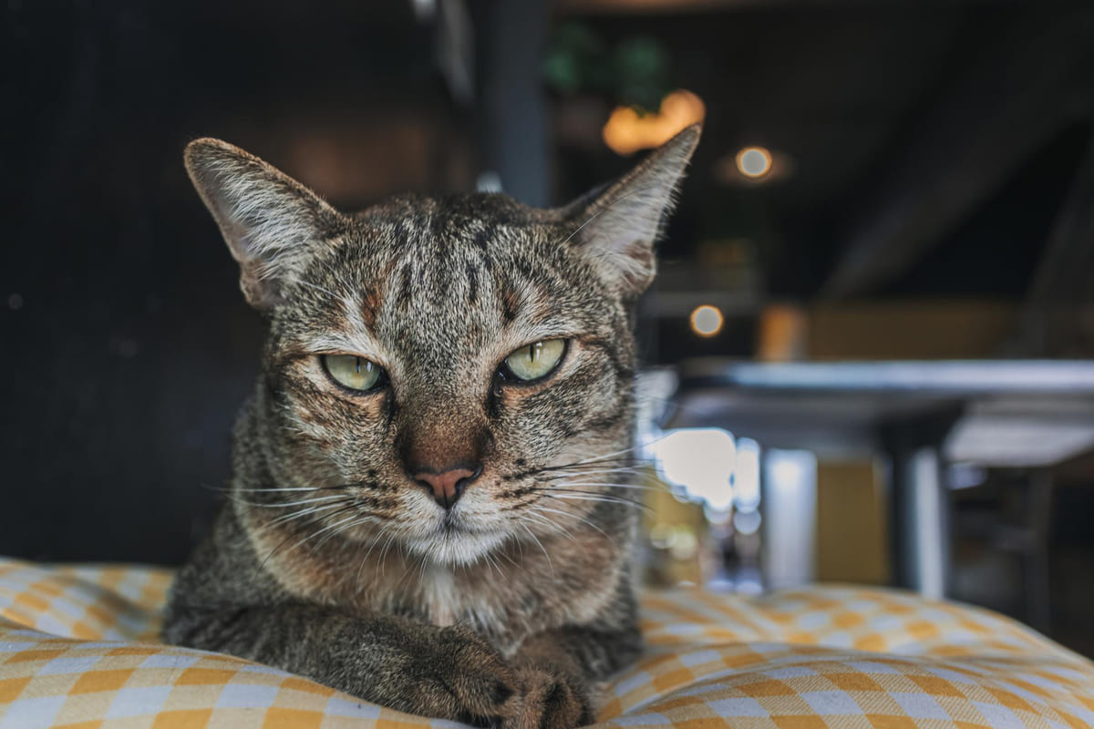 mutsuz görünen gri kedi