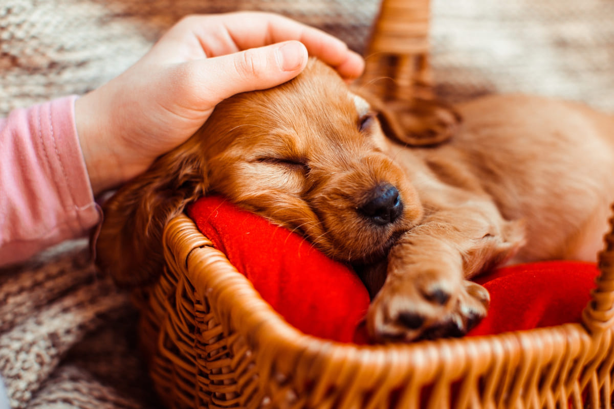 sahibi tarafından başı okşanan kızıl kahve tüylü yavru köpek