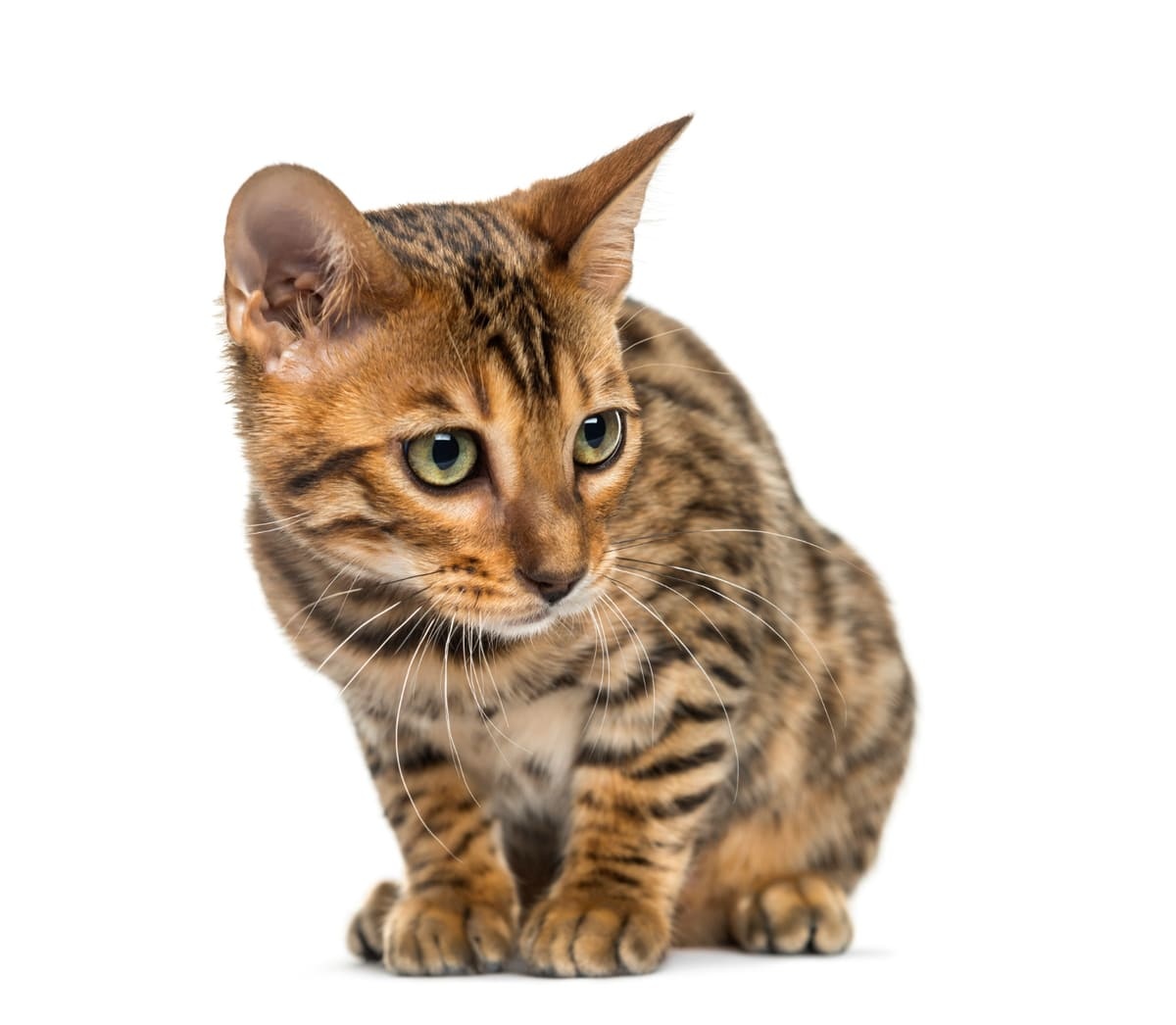 öne doğru eğilmiş Bengal kedisi genç yetişkin