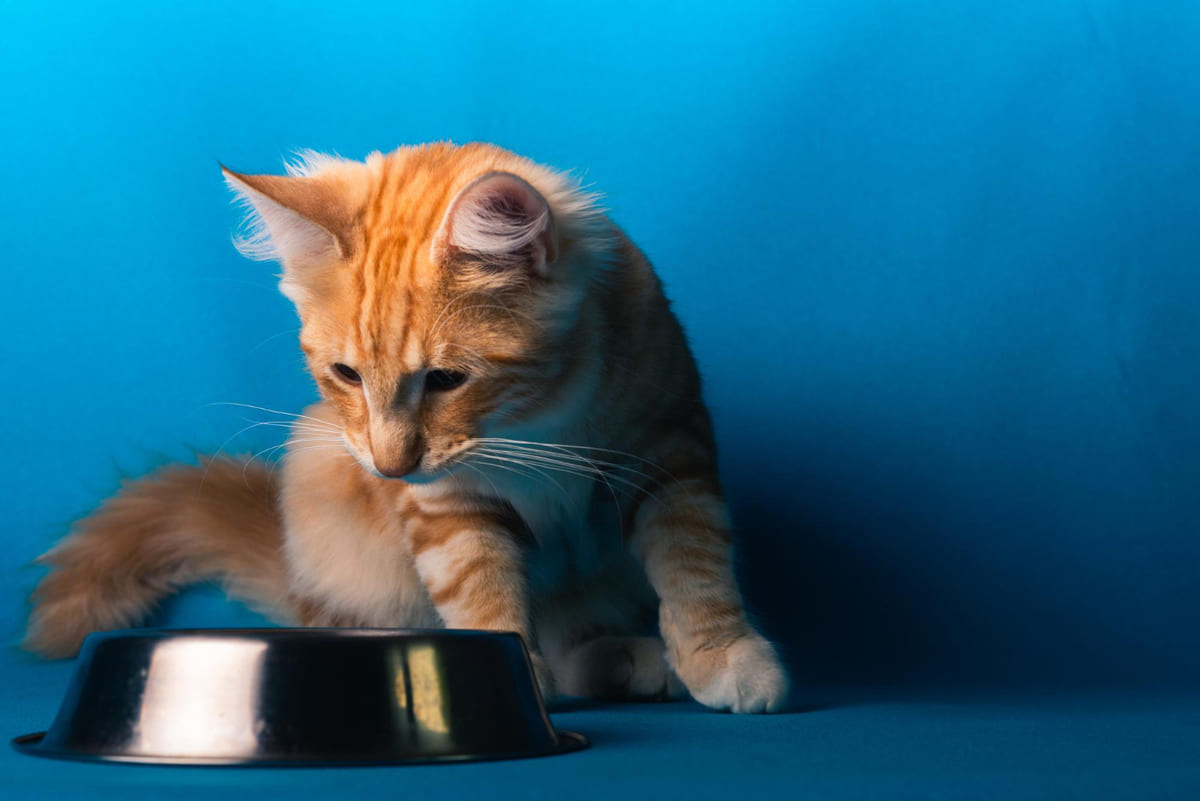 mama kabına bakan sarman yavru 