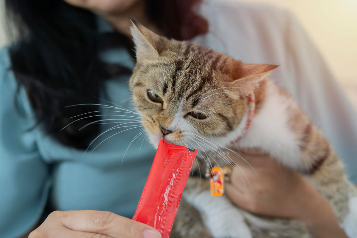 krema ödül maması yiyen kedi