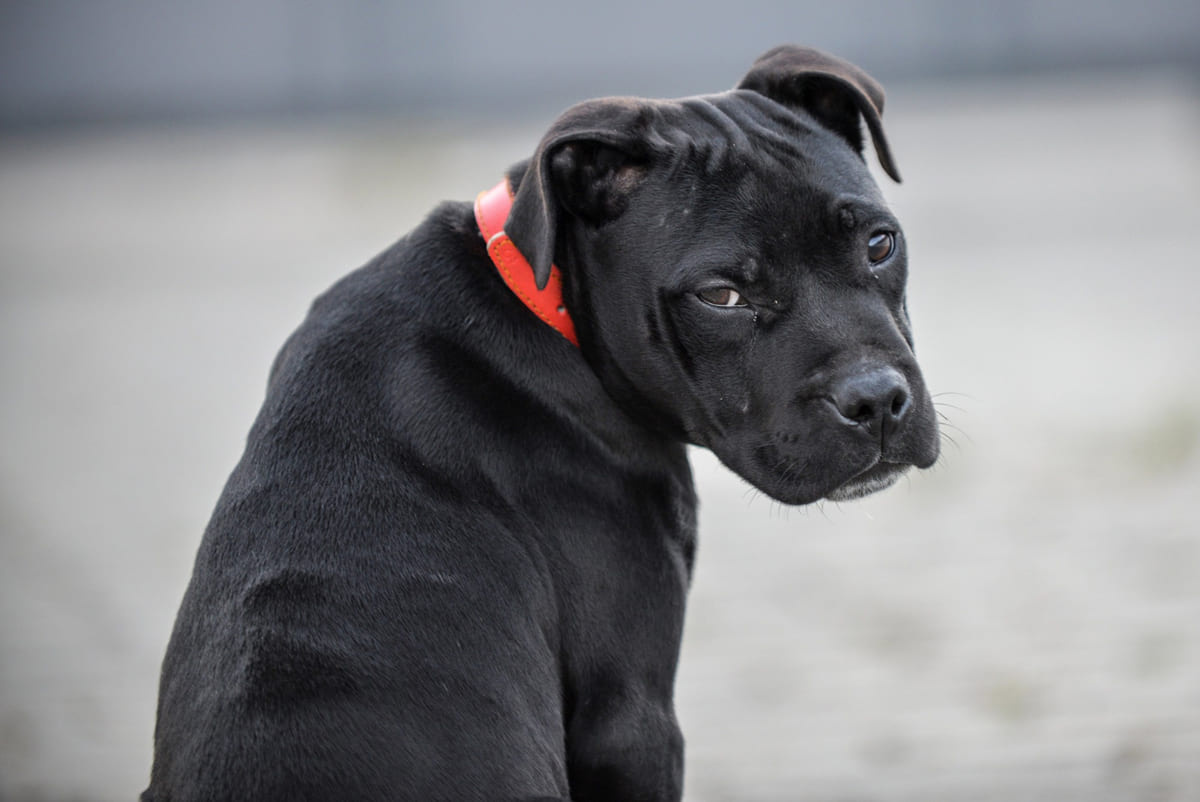 Staffordshire Bull Terrier ırkına mensup köpek