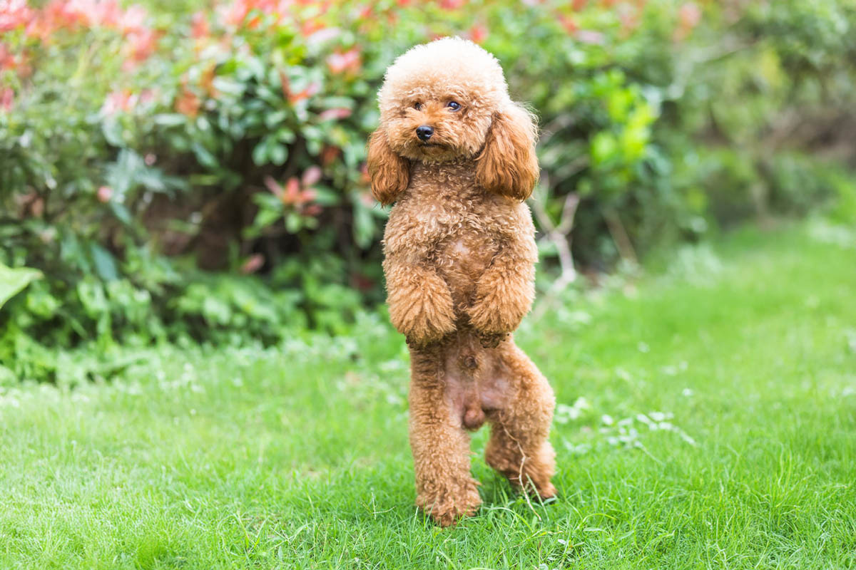arka ayaklarının üzerinde duran Poodle