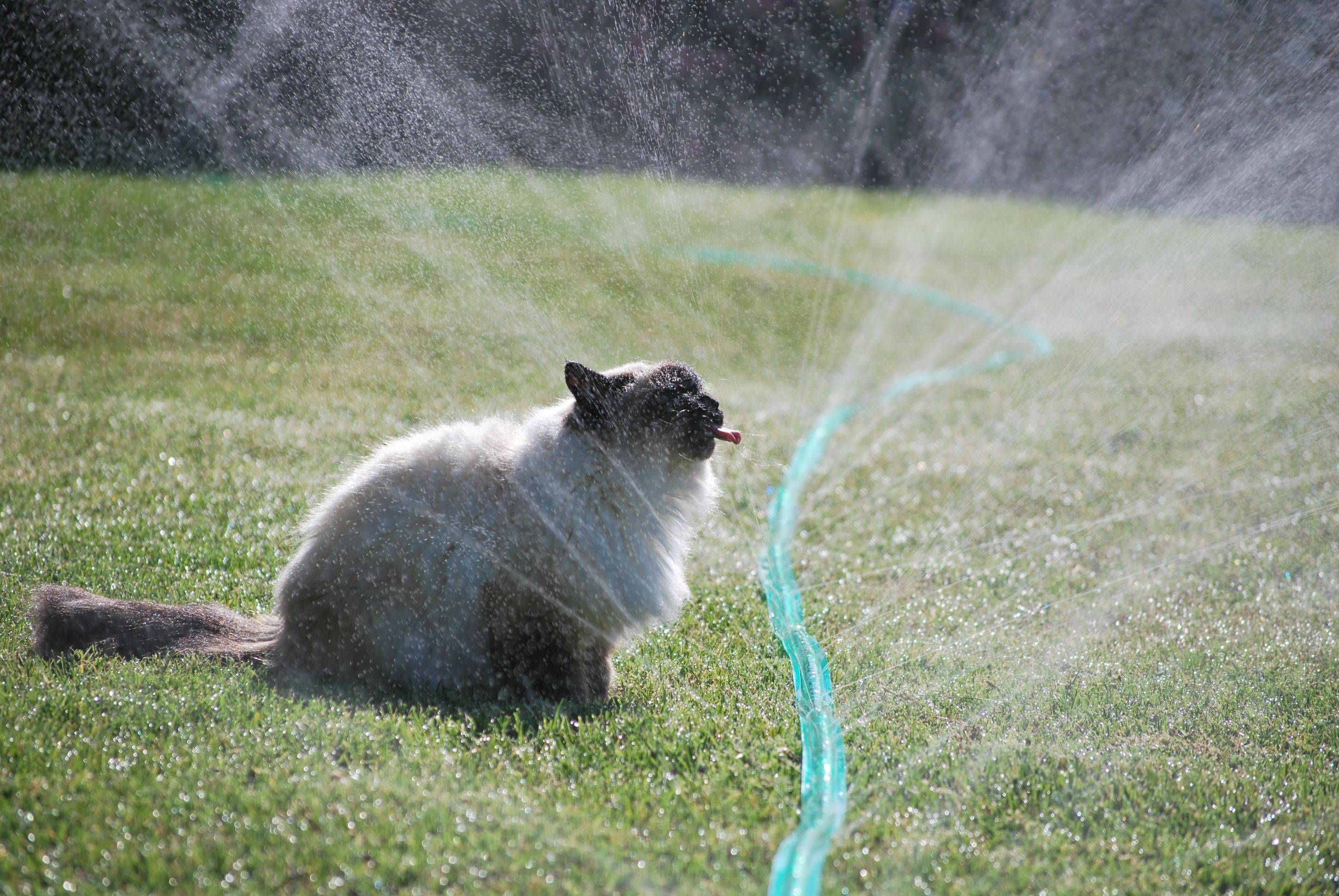 bahçe sulama fıskiyesinden su içmeye çalışan kedi