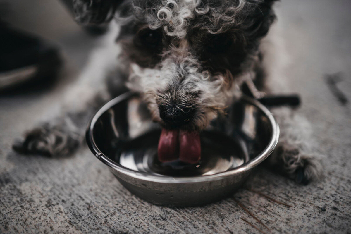 su içen yavru köpek