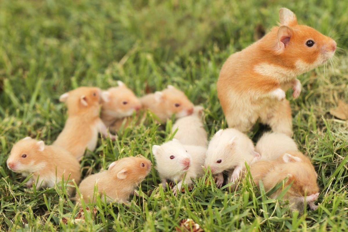 altın hamster ve yavruları