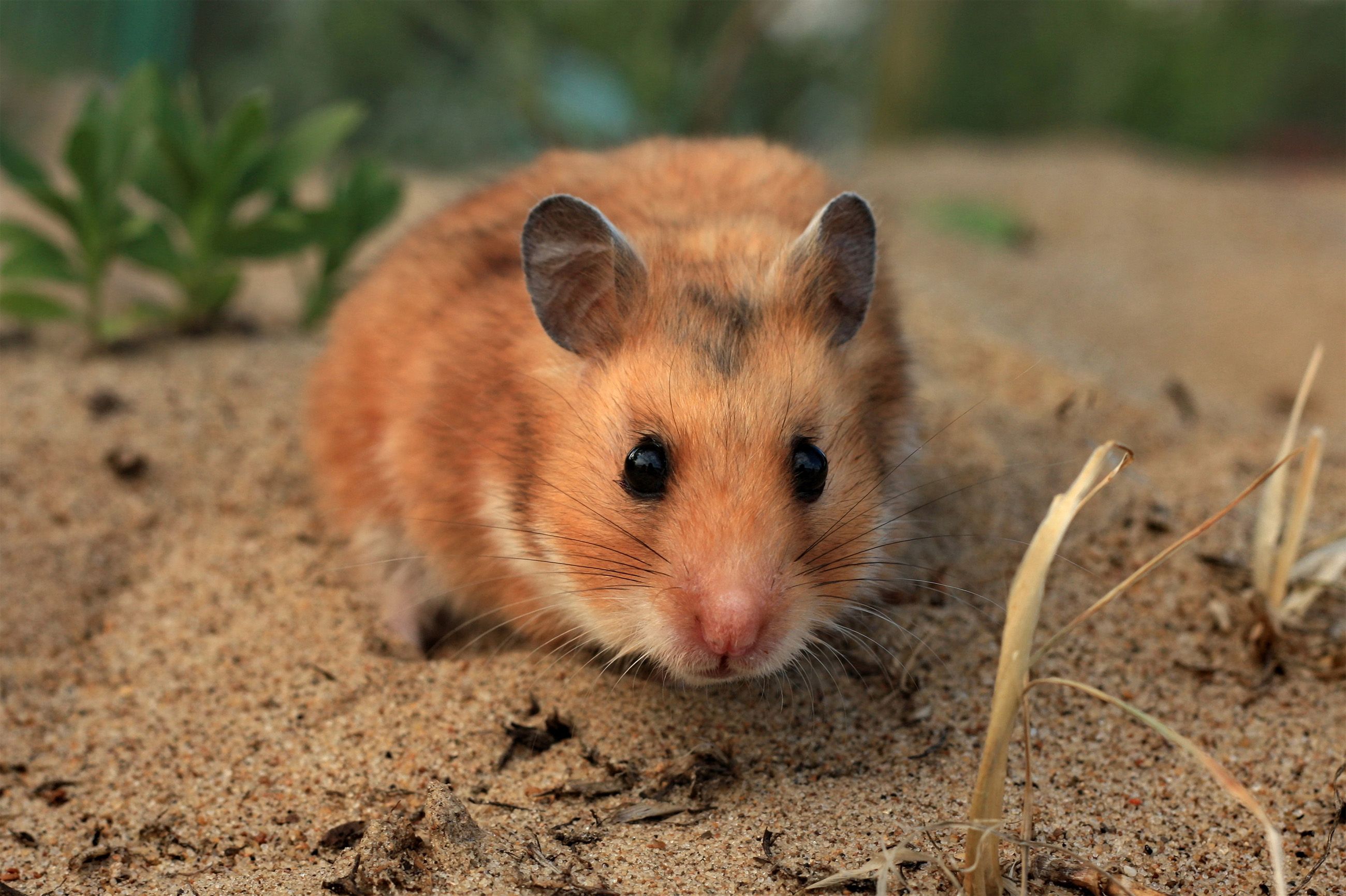 kum zeminde duran Suriye hamsterı