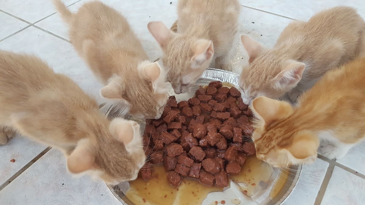 aynı tabaktan mama yiyen yavru kediler