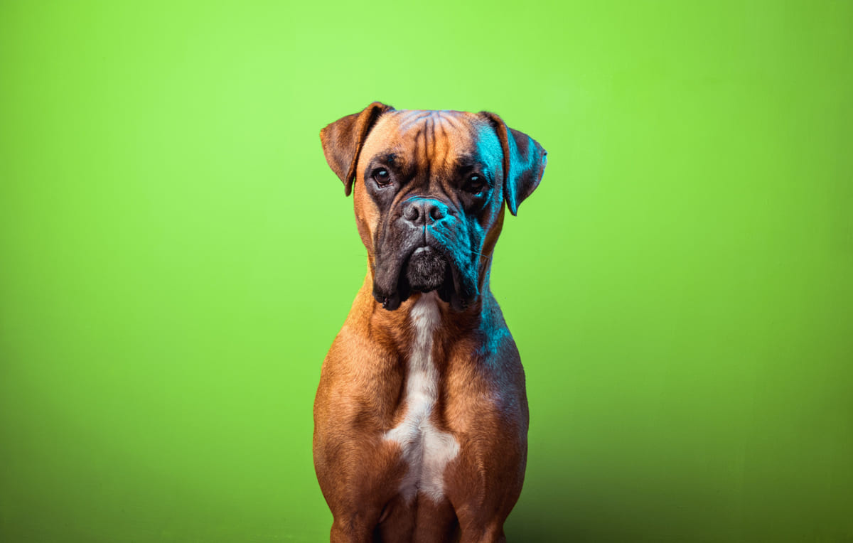 yeşil arka planda duran Boxer cinsi köpek