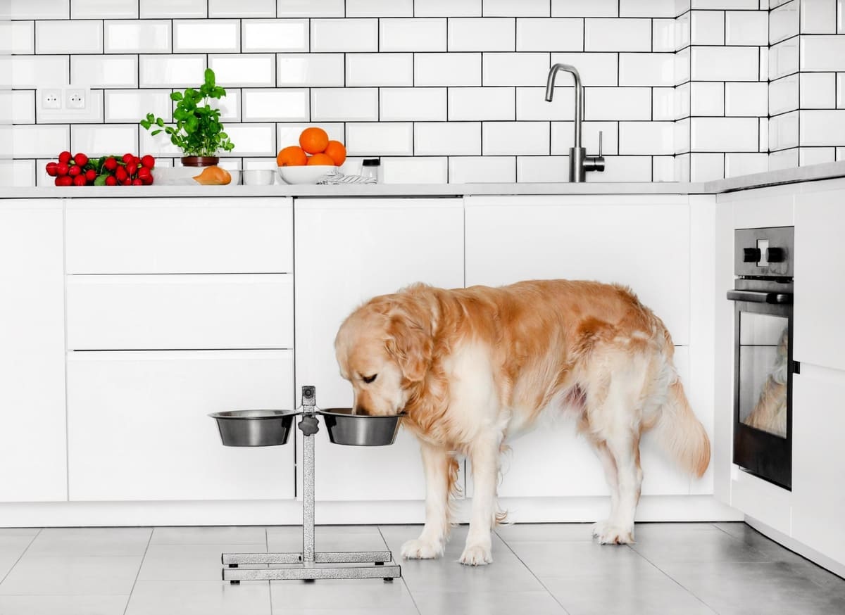 yükseltilmiş mama kabından yemek yiyen golden Retriever