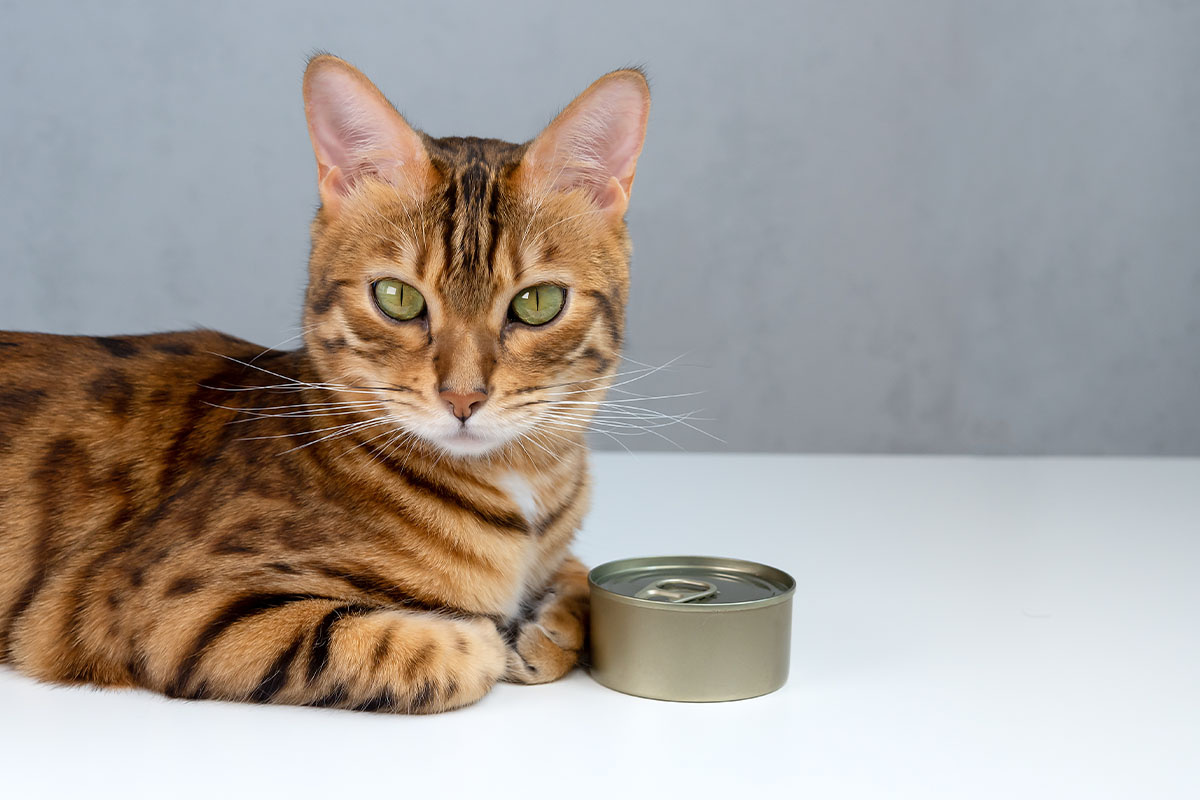 markasız konserve mamanın yanında duran kedi