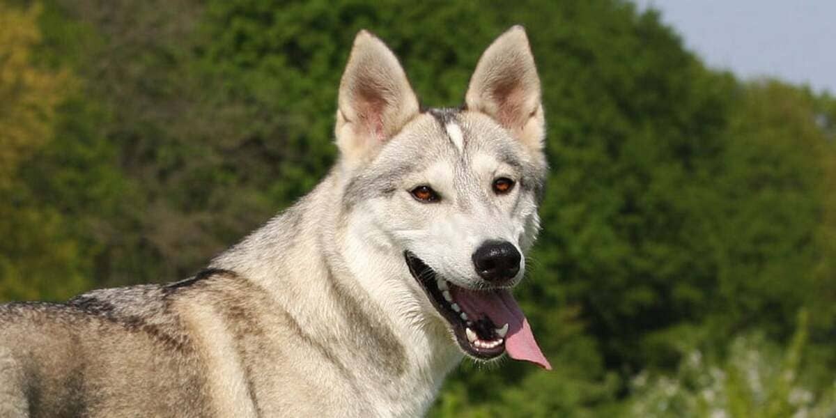 tamaskan ırkından köpek açık alanda