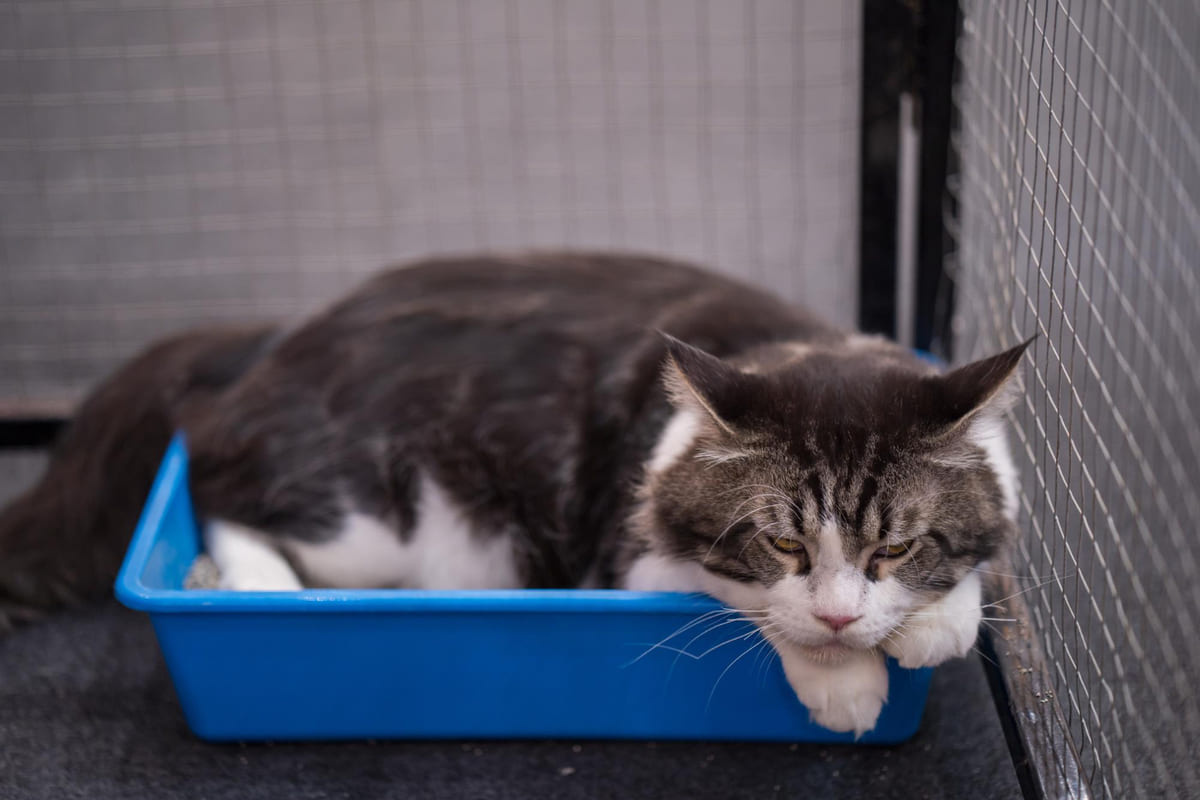 klinikte sırasını bekleyen kedi
