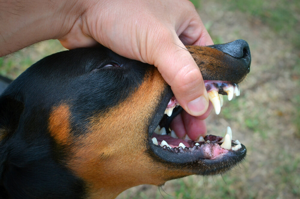 dişleri kontrol edilen köpek